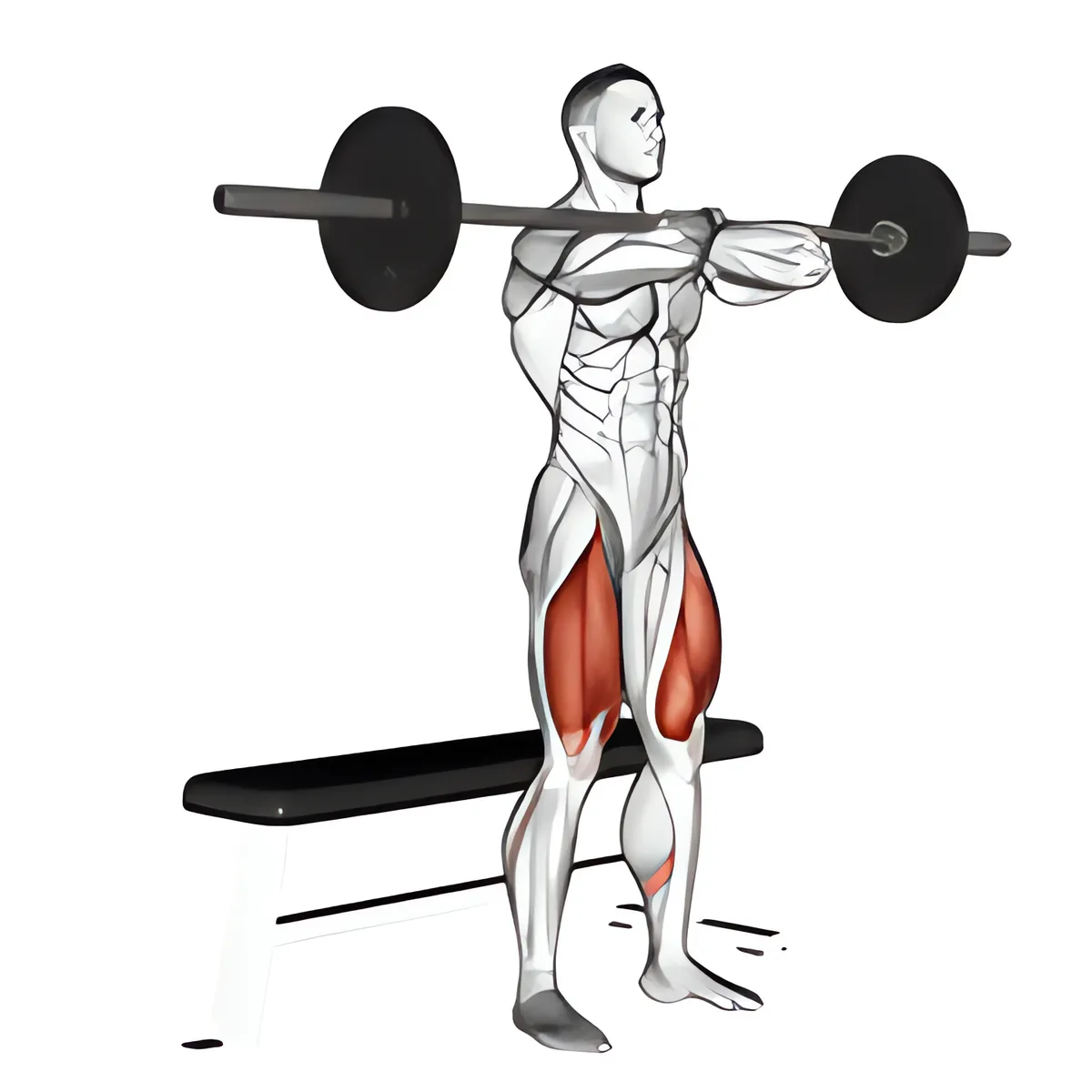Thanh đòn ghế squat trước