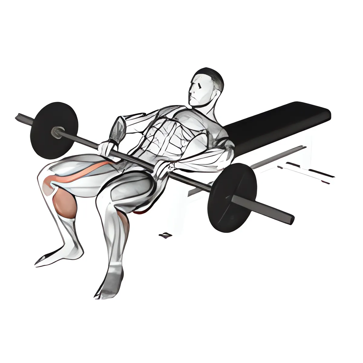 Nâng hông nằm với tạ đòn