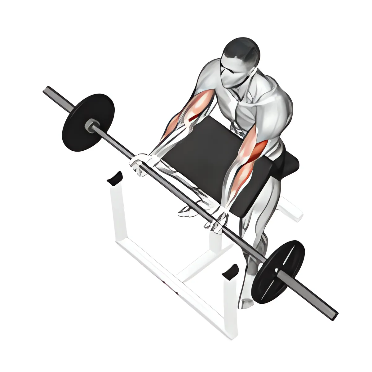 Thanh đòn cuốn tay trước ghế Scott