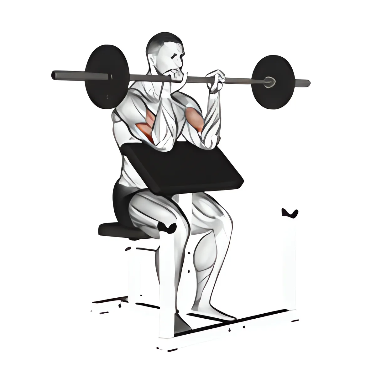 Thanh đòn ngược cuốn tay trước ghế Scott