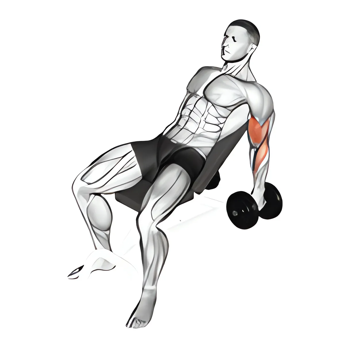 Tạ đơn ghế dốc lên cuốn búa