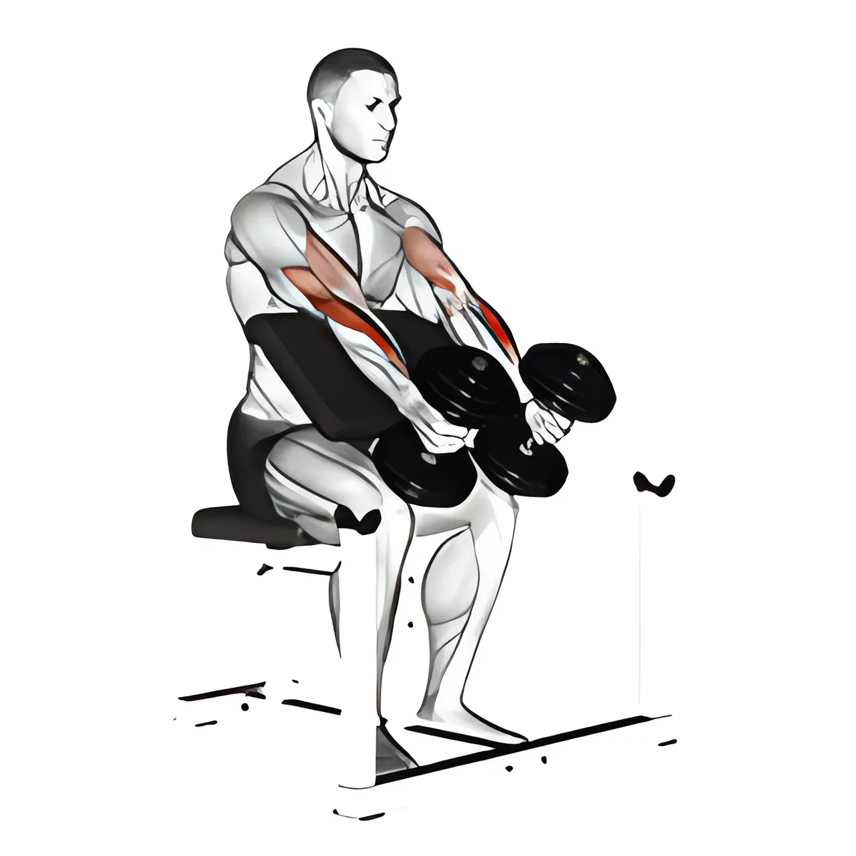 Tạ đơn ghế Scott cuốn búa