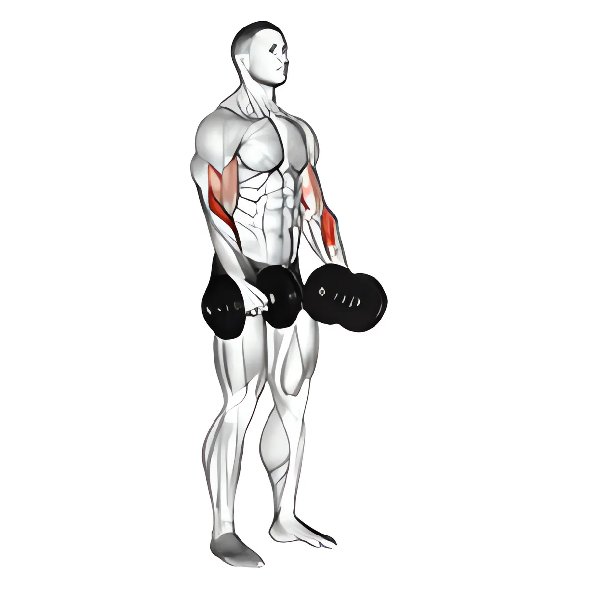 Tạ đơn ngược kiểu nắm cuốn tay trước