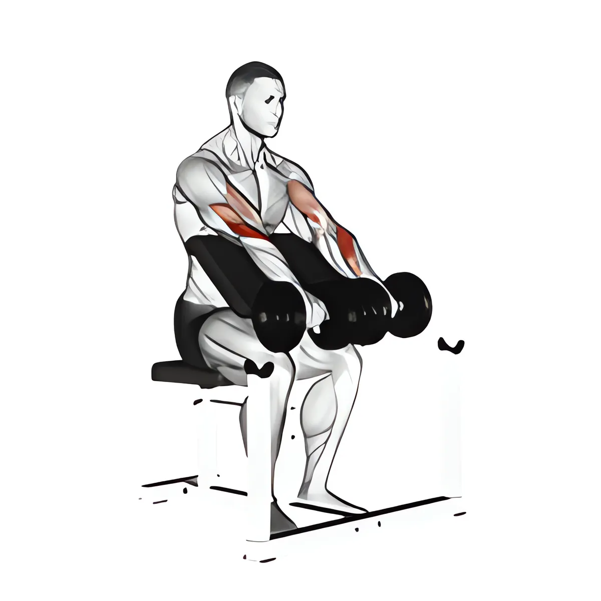 Tạ đơn ngược cuốn tay trước ghế Scott