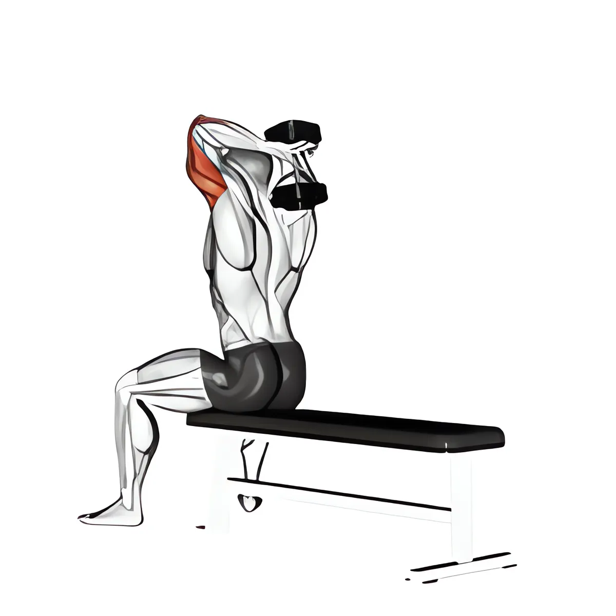 Tạ đơn ngồi ghế duỗi