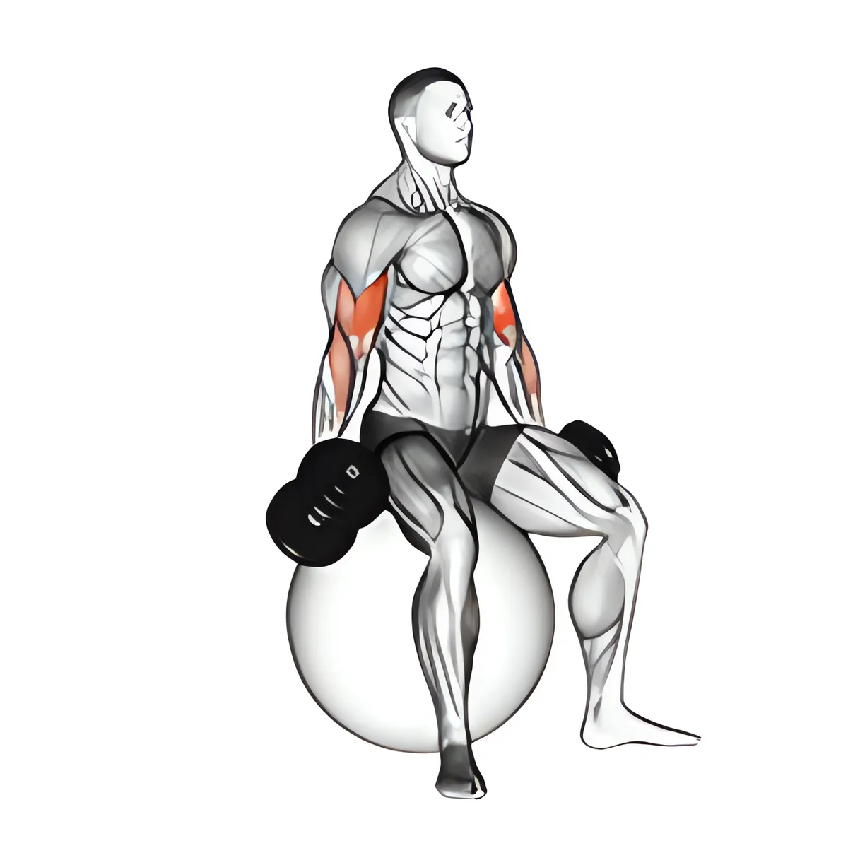 Tạ đơn ngồi cuốn tay trước (trên bóng thăng bằng)