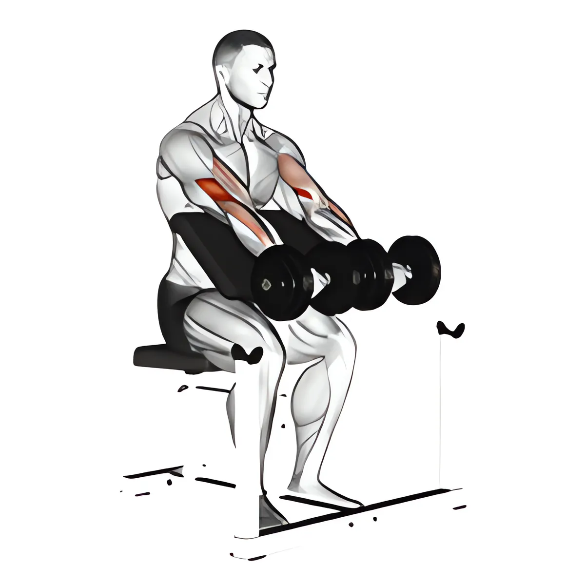 Tạ đơn ngồi cuốn tay trước ghế Scott