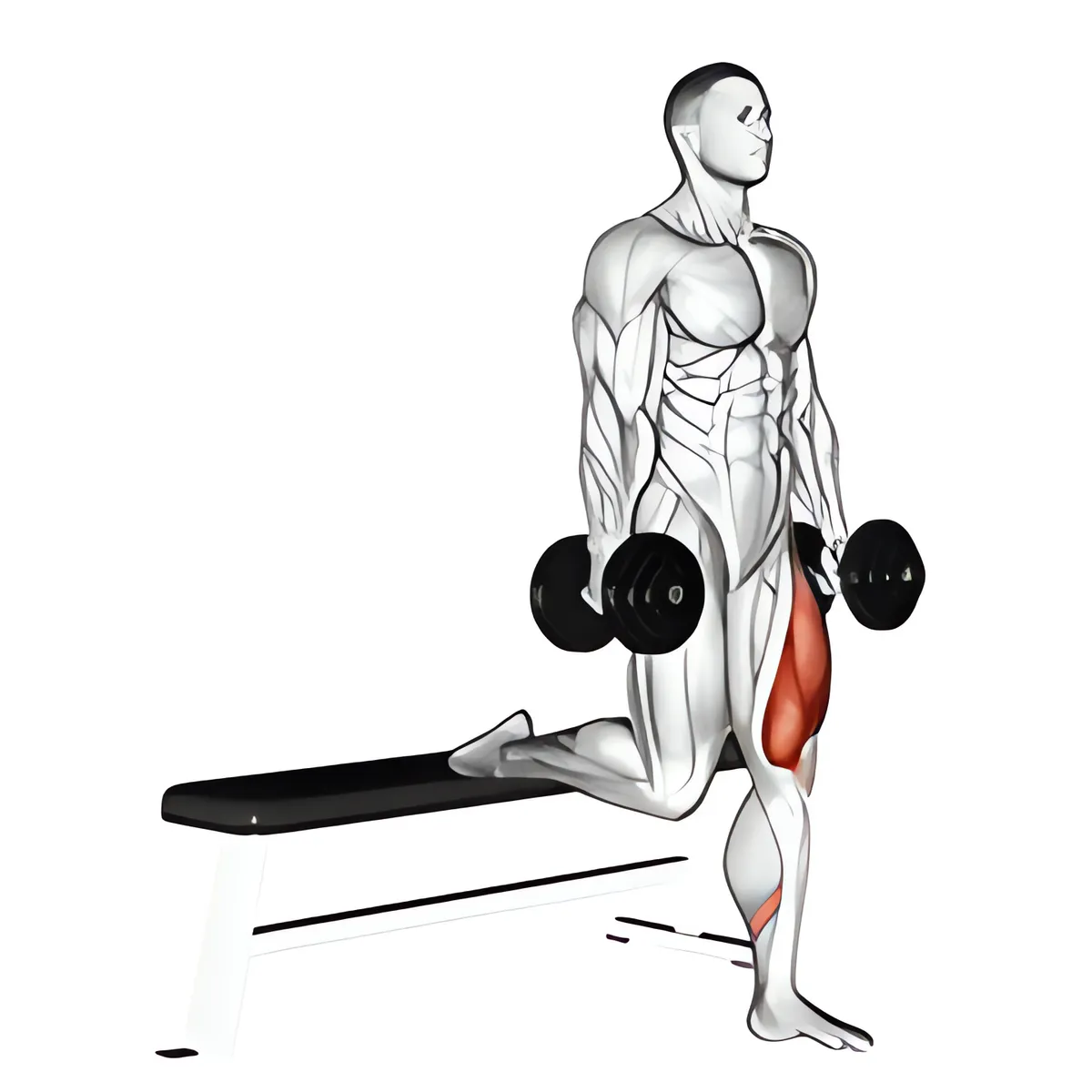 Tạ đơn một chân squat tách chân