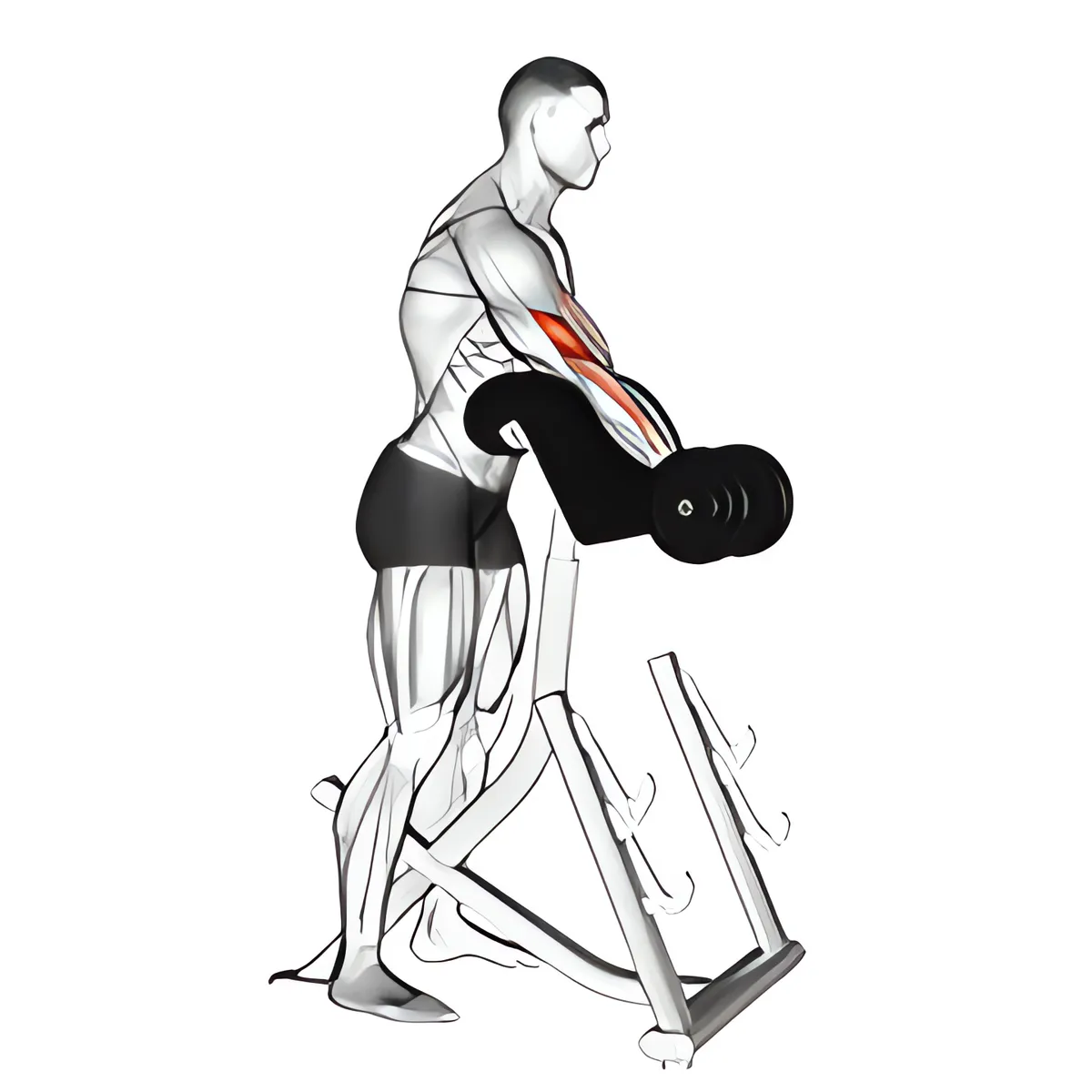Tạ đơn đứng cuốn tay trước ghế Scott