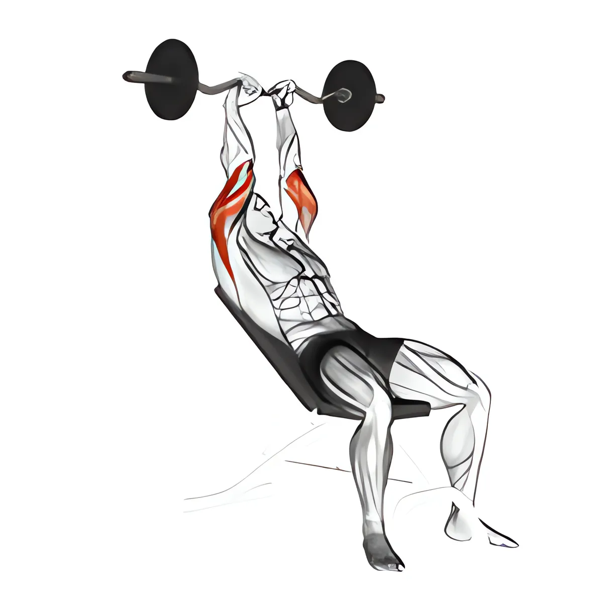 Thanh đòn EZ ghế dốc lên duỗi tay sau