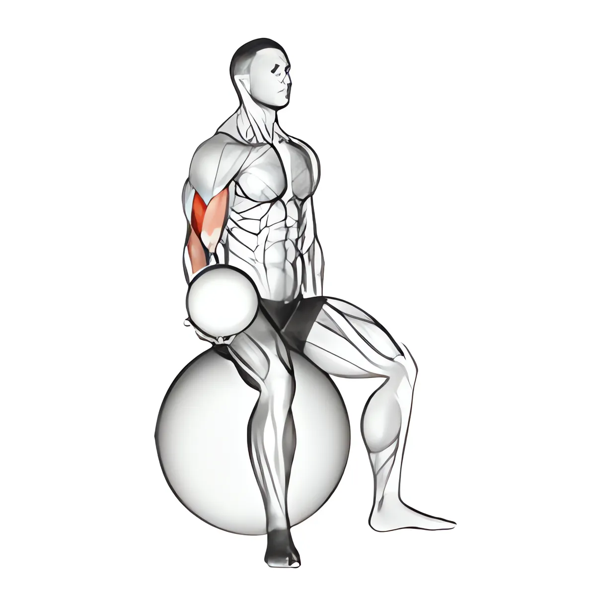 Có tạ ngồi tay trước cuốn tạ (trên bóng thăng bằng)