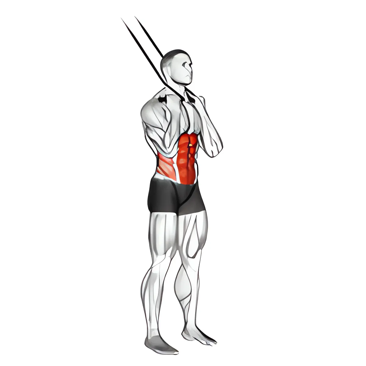 Dây kháng lực đứng gập bụng