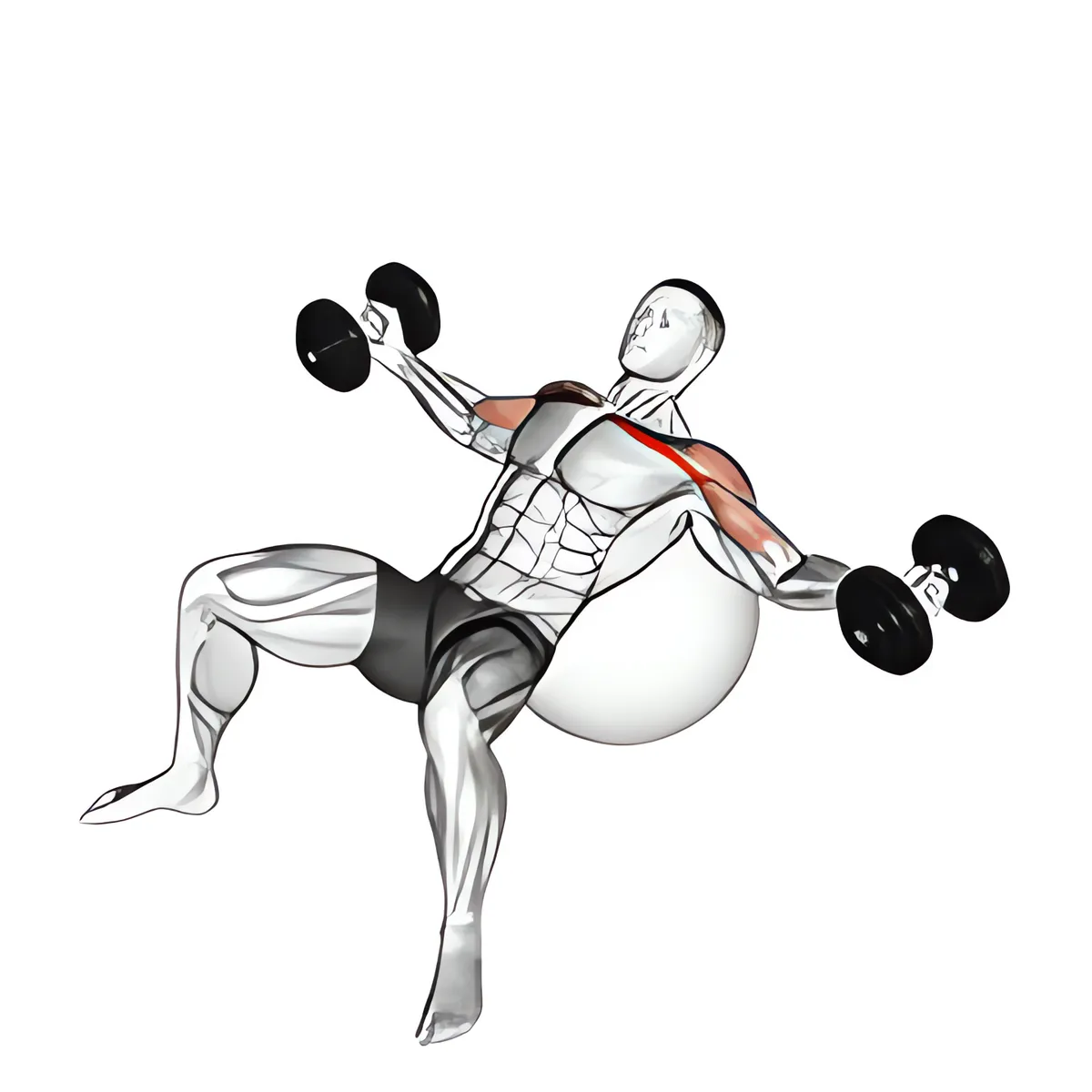 Tạ đơn ghế dốc lên ép ngực trên bóng tập