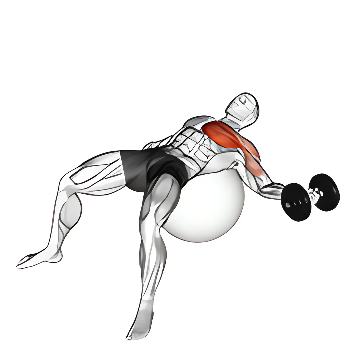 Tạ đơn một tay ngực ép ngực trên bóng tập