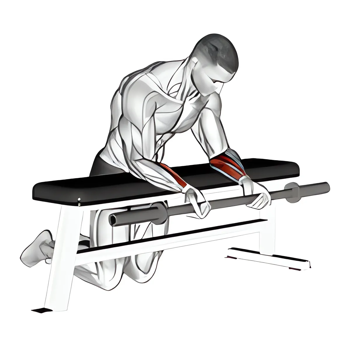 Cuốn cổ tay tạ đòn trên ghế, lòng bàn tay hướng lên
