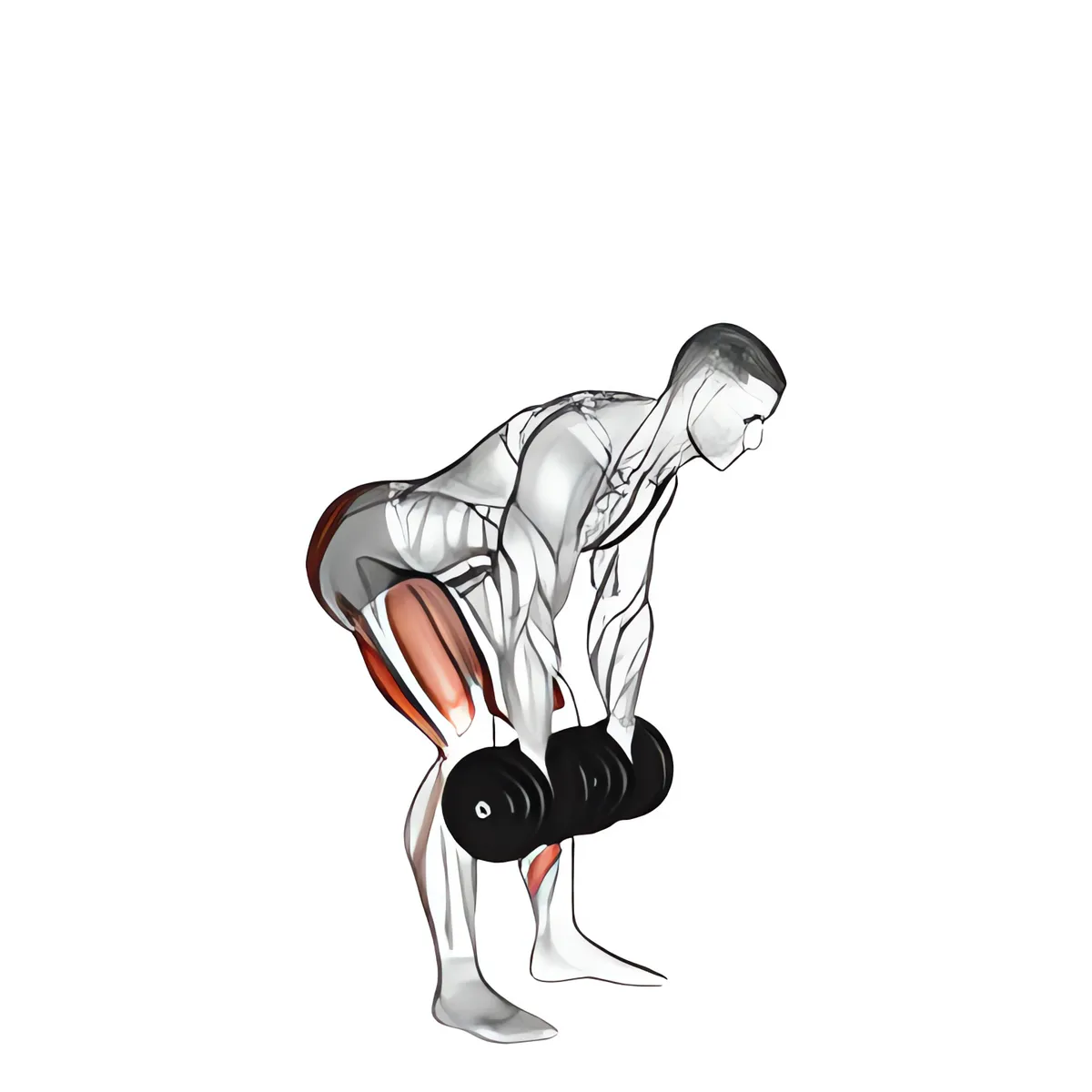 Tạ đơn deadlift Romania