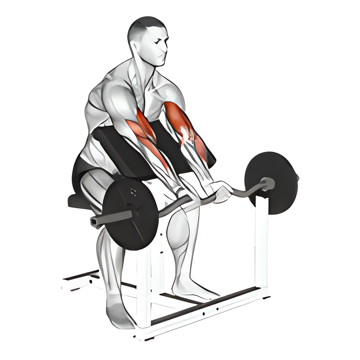 Thanh đòn EZ tay hẹp cuốn tay trước ghế Scott