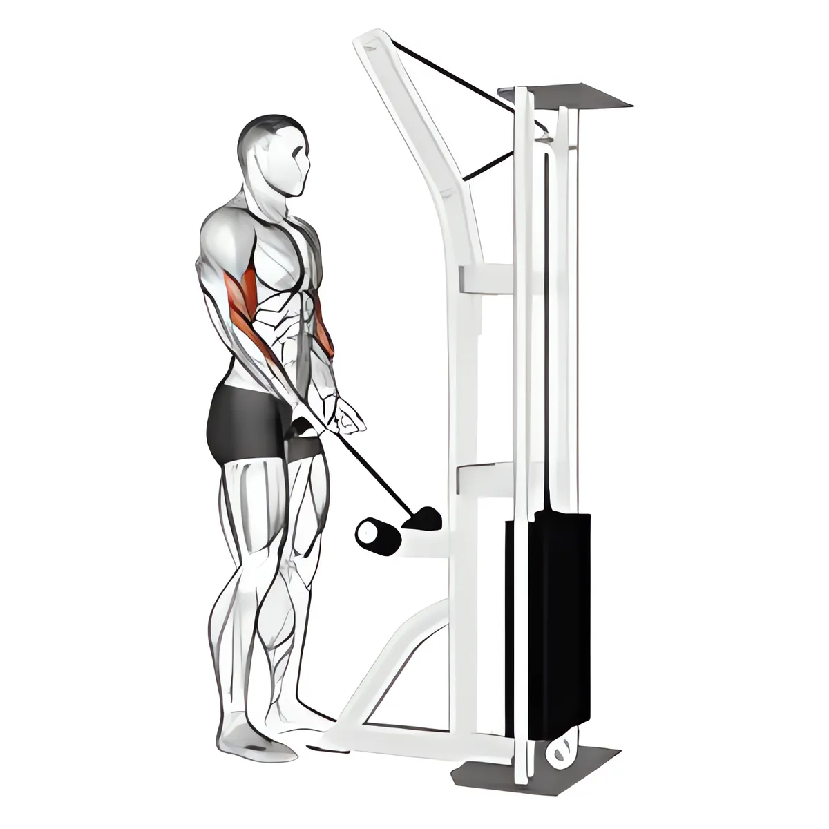 Cáp tay hẹp cuốn tạ