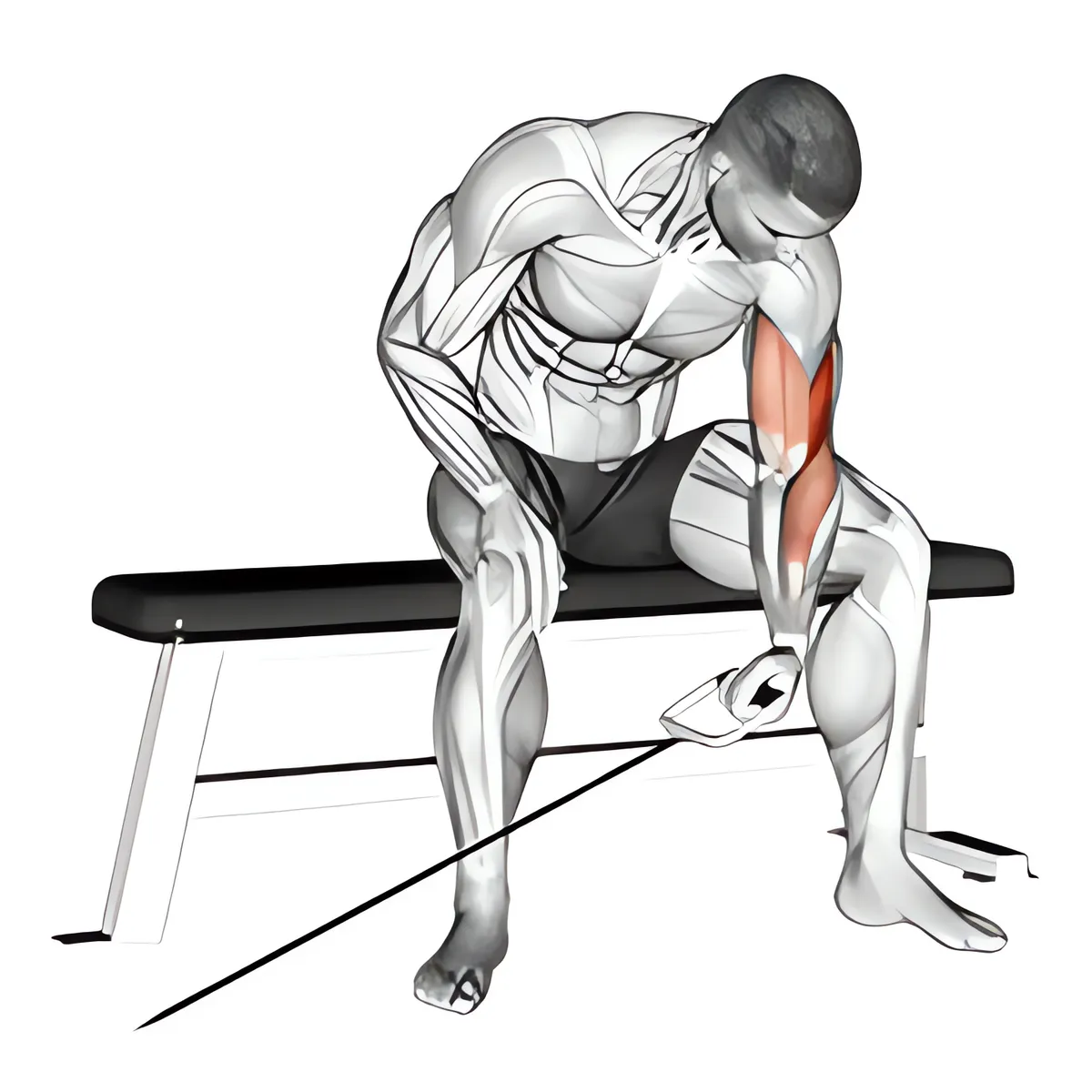 Cáp ngồi một tay tập trung cuốn tạ