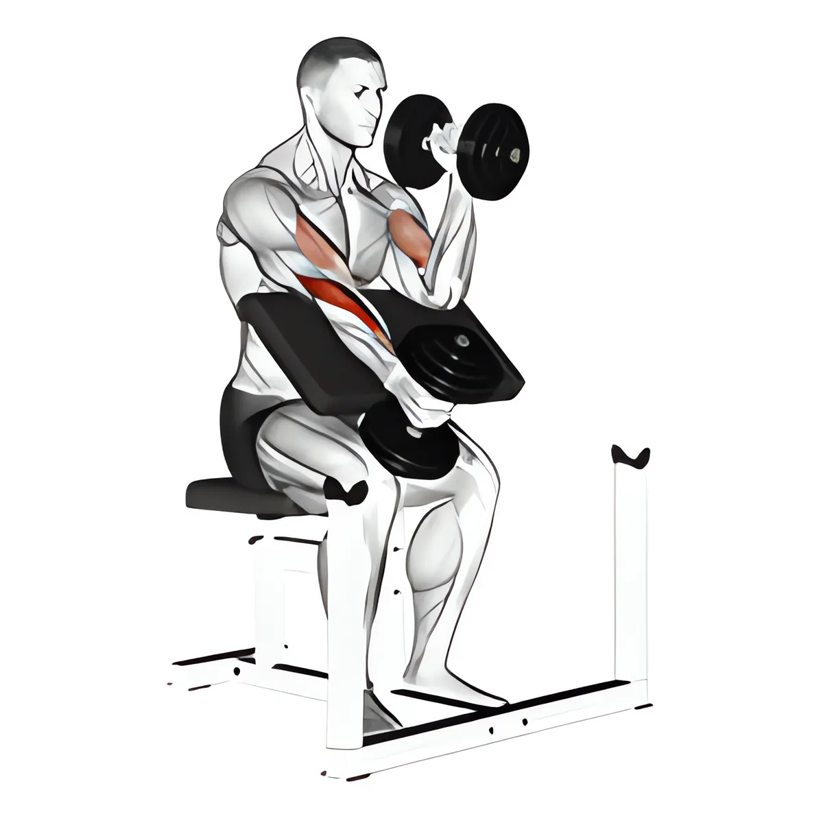 Luân phiên cuốn búa tạ đơn trên ghế Scott