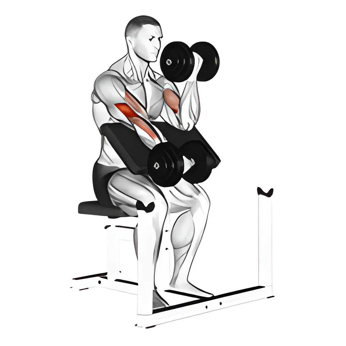Tạ đơn luân phiên cuốn tay trước ghế Scott