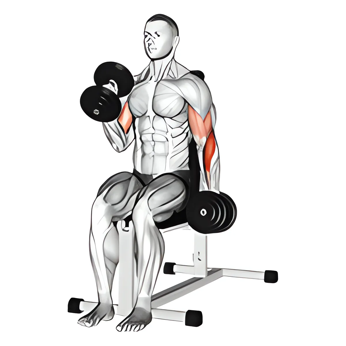 Tạ đơn luân phiên ngồi cuốn búa