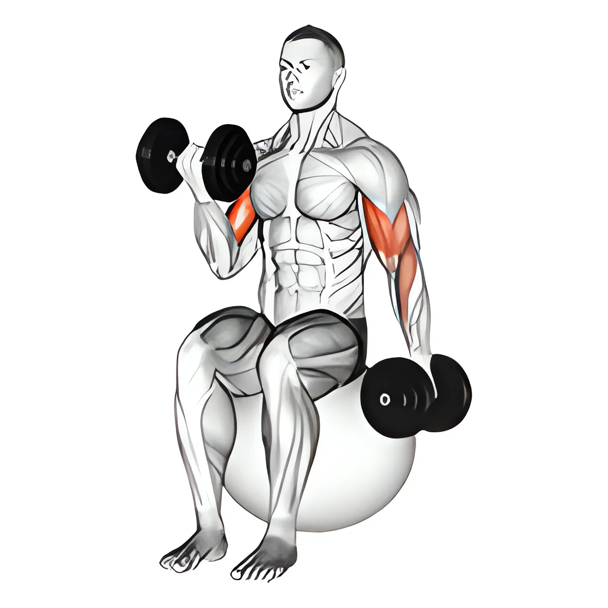 Tạ đơn luân phiên ngồi tay trước cuốn tạ trên bóng tập
