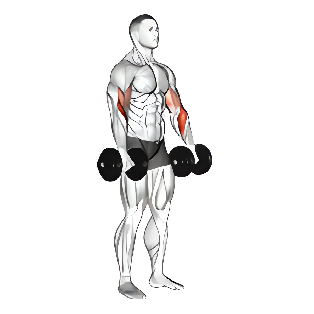 Tạ đơn cuốn tay trước ngược