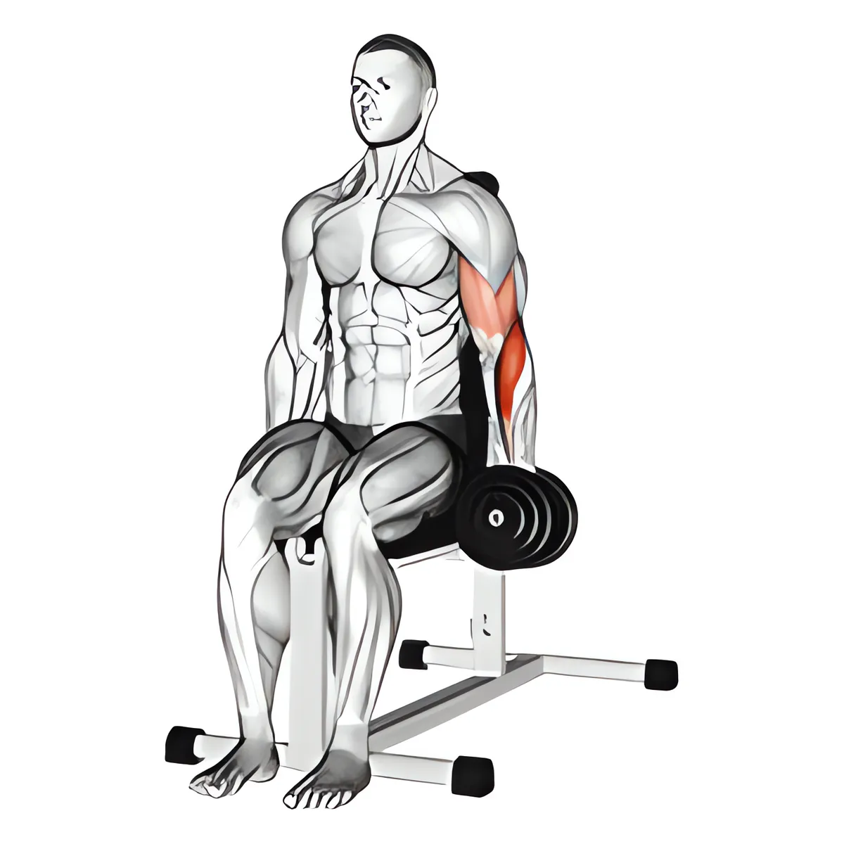 Tạ đơn một tay ngồi cuốn búa