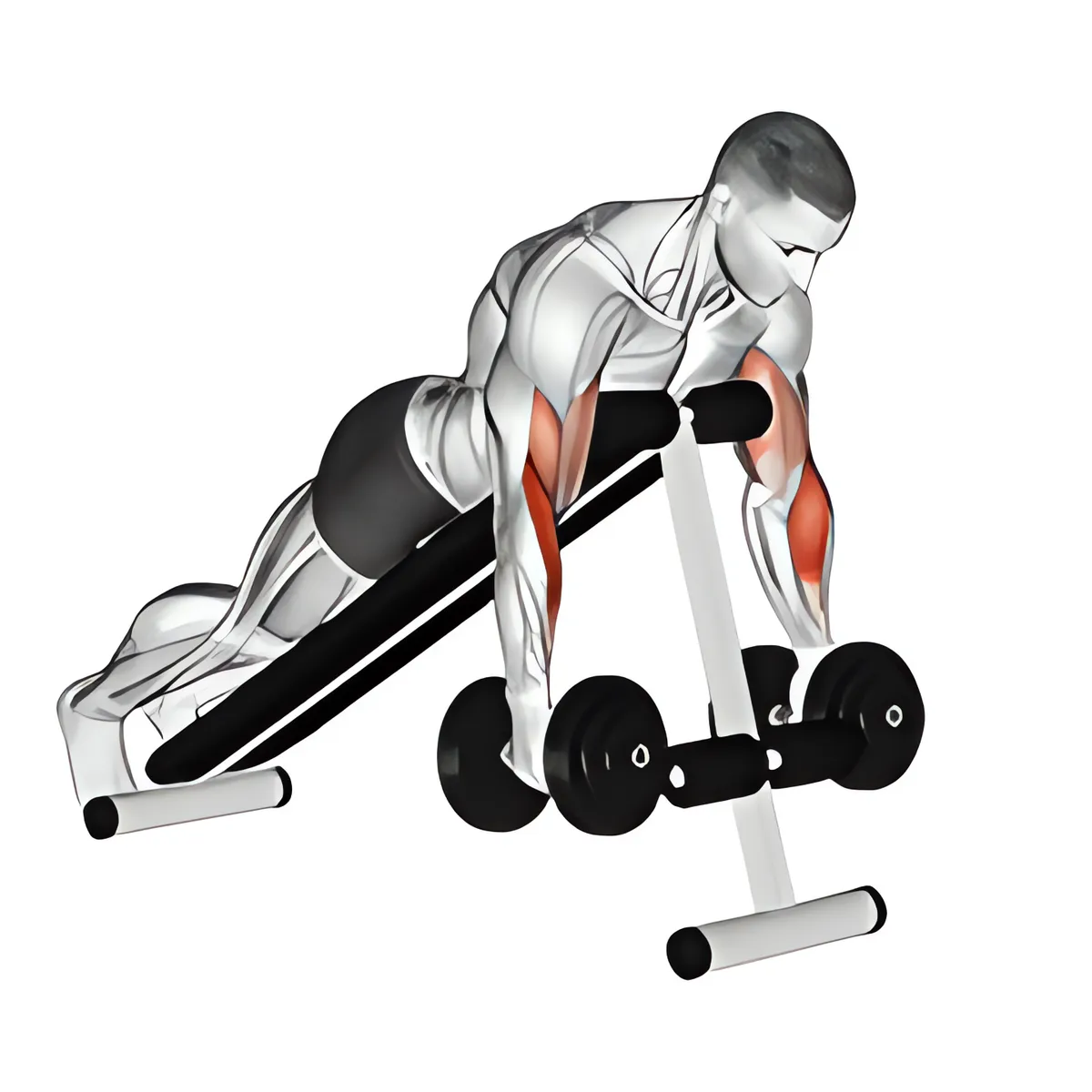 Tạ đơn nằm sấp ghế dốc lên cuốn búa