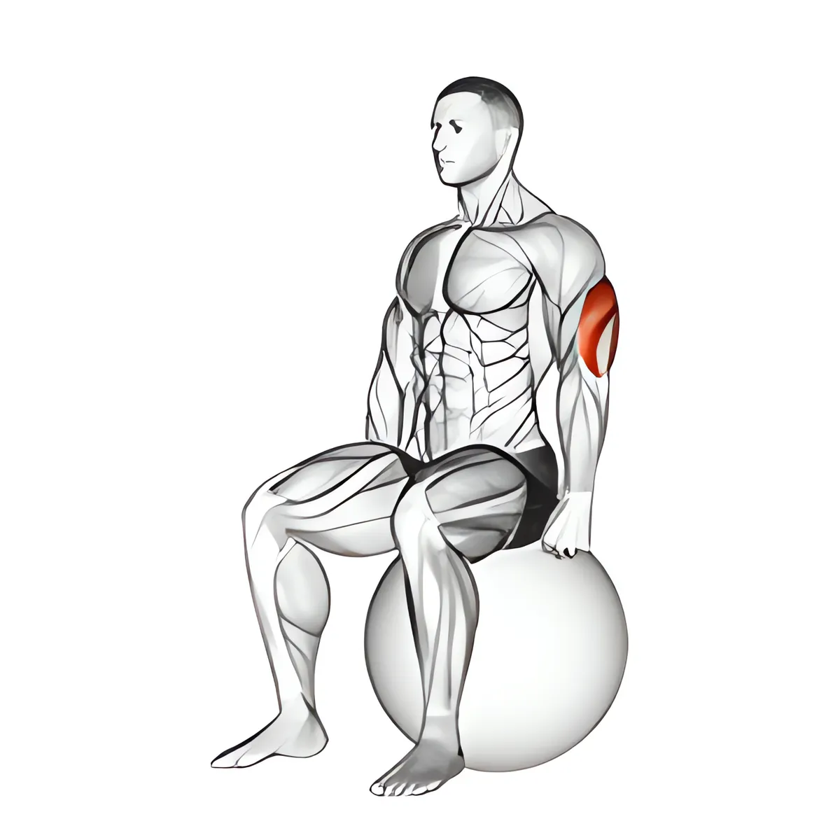 Bóng tập ngồi tay sau kéo giãn