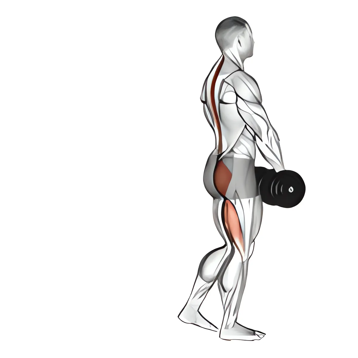 Tạ đơn một chân deadlift