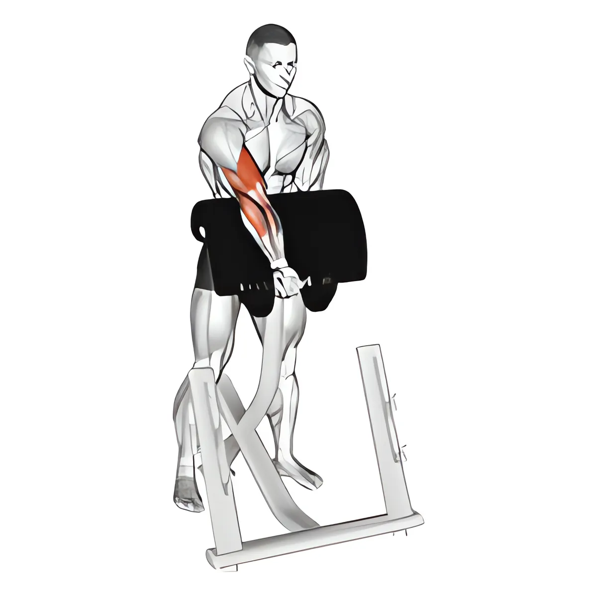 Tạ đơn đứng zottman cuốn tay trước ghế Scott