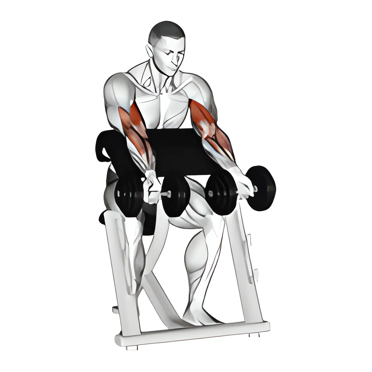 Tạ đơn zottman cuốn tay trước ghế Scott