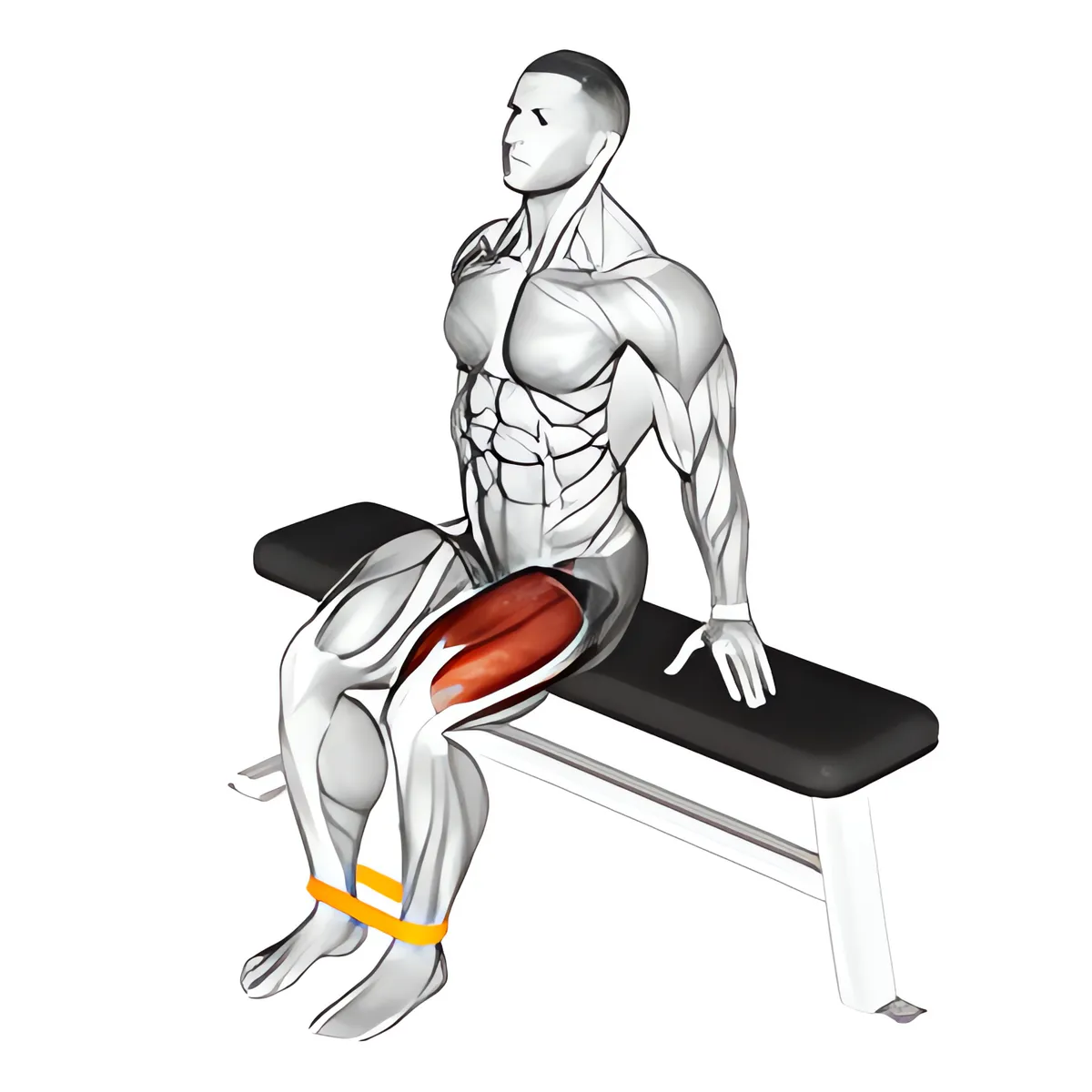 Kháng lực dây kháng lực duỗi gối