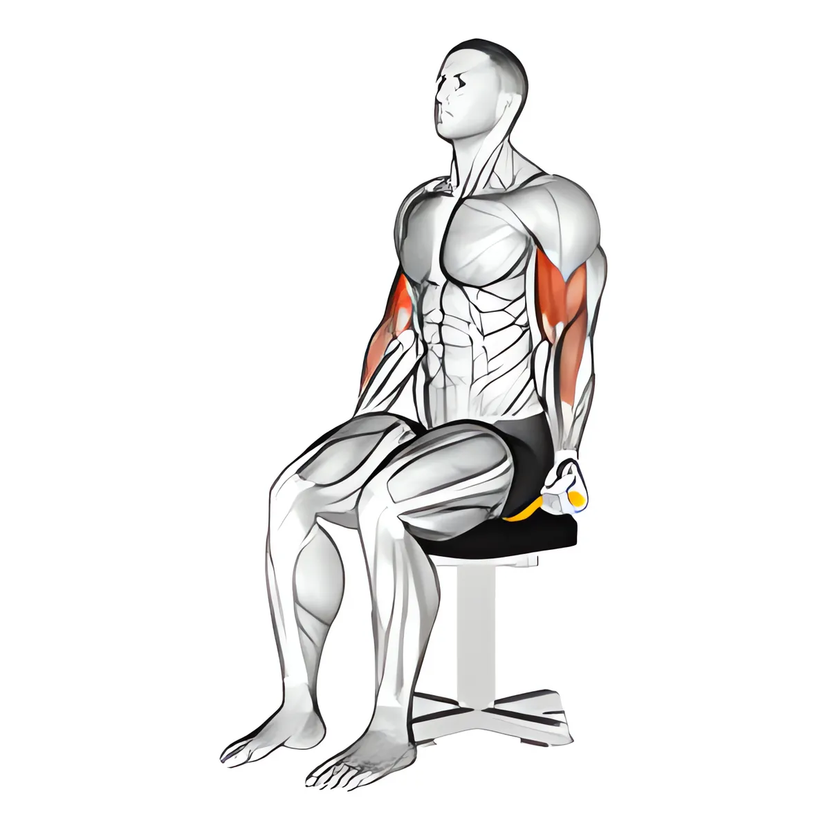 Kháng lực dây kháng lực ngồi cuốn tay trước