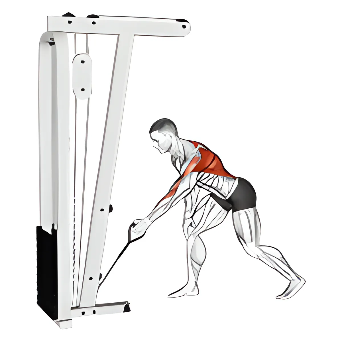 Cáp một tay kéo tạ cúi người