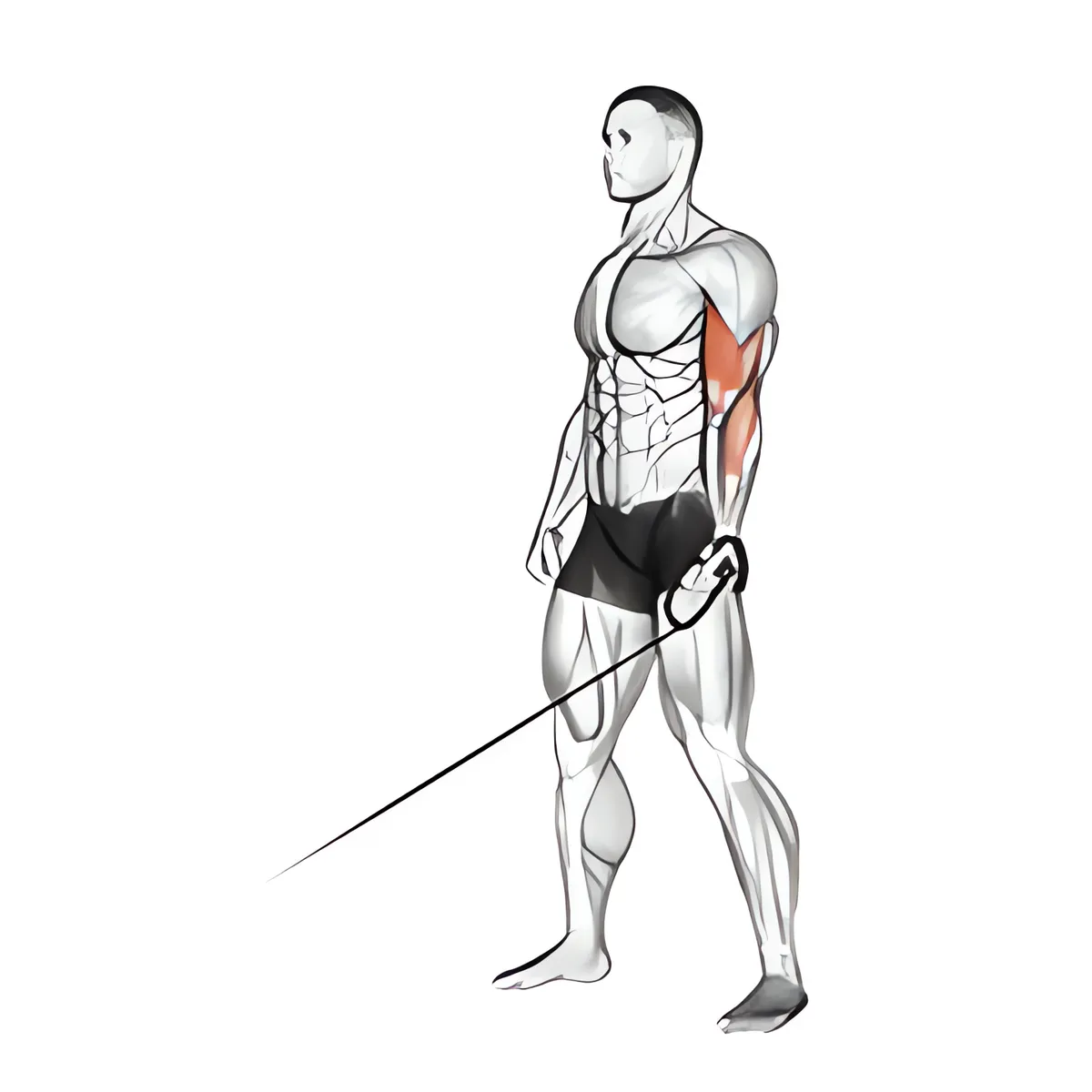 Cáp một tay cuốn tạ