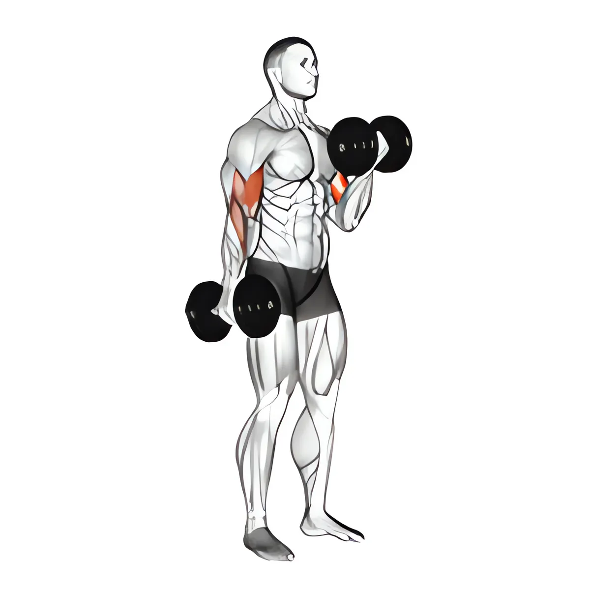 Tạ đơn luân phiên cuốn tay trước