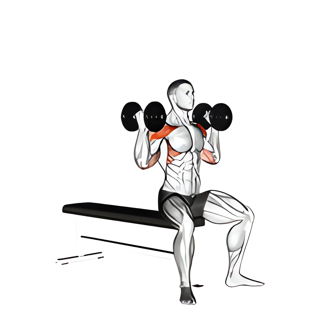 Tạ đơn arnold đẩy biến thể 2