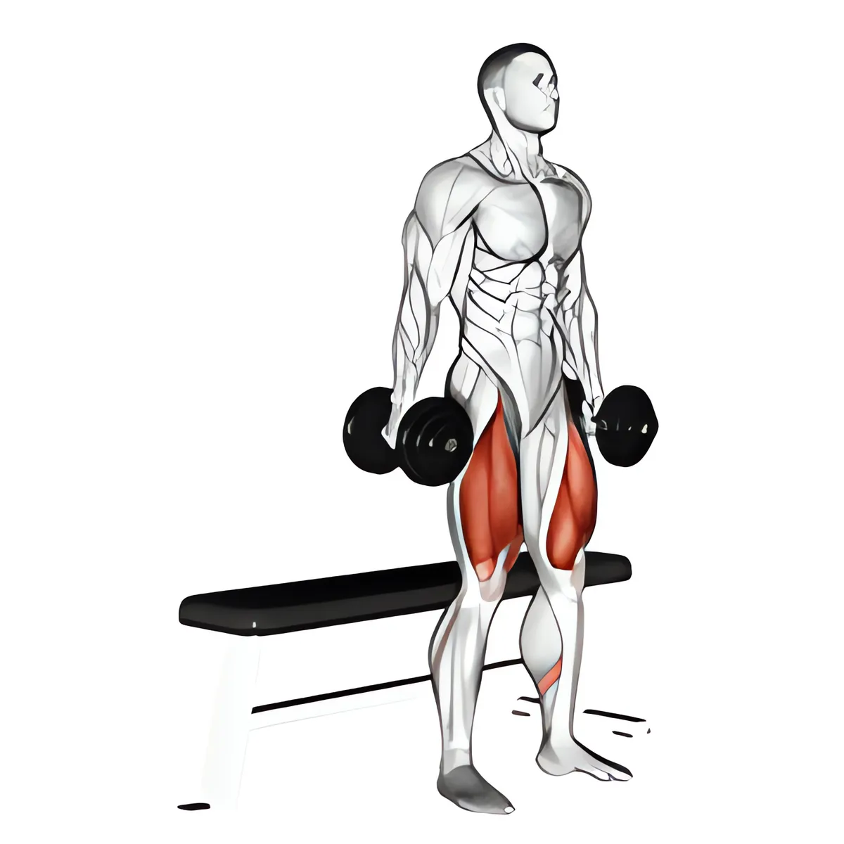 Tạ đơn ghế squat