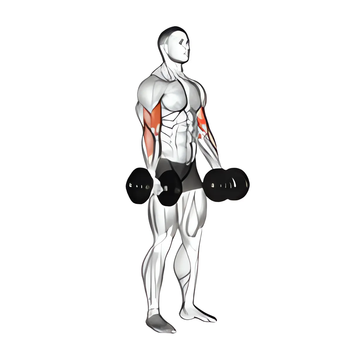 Tạ đơn cuốn tay trước