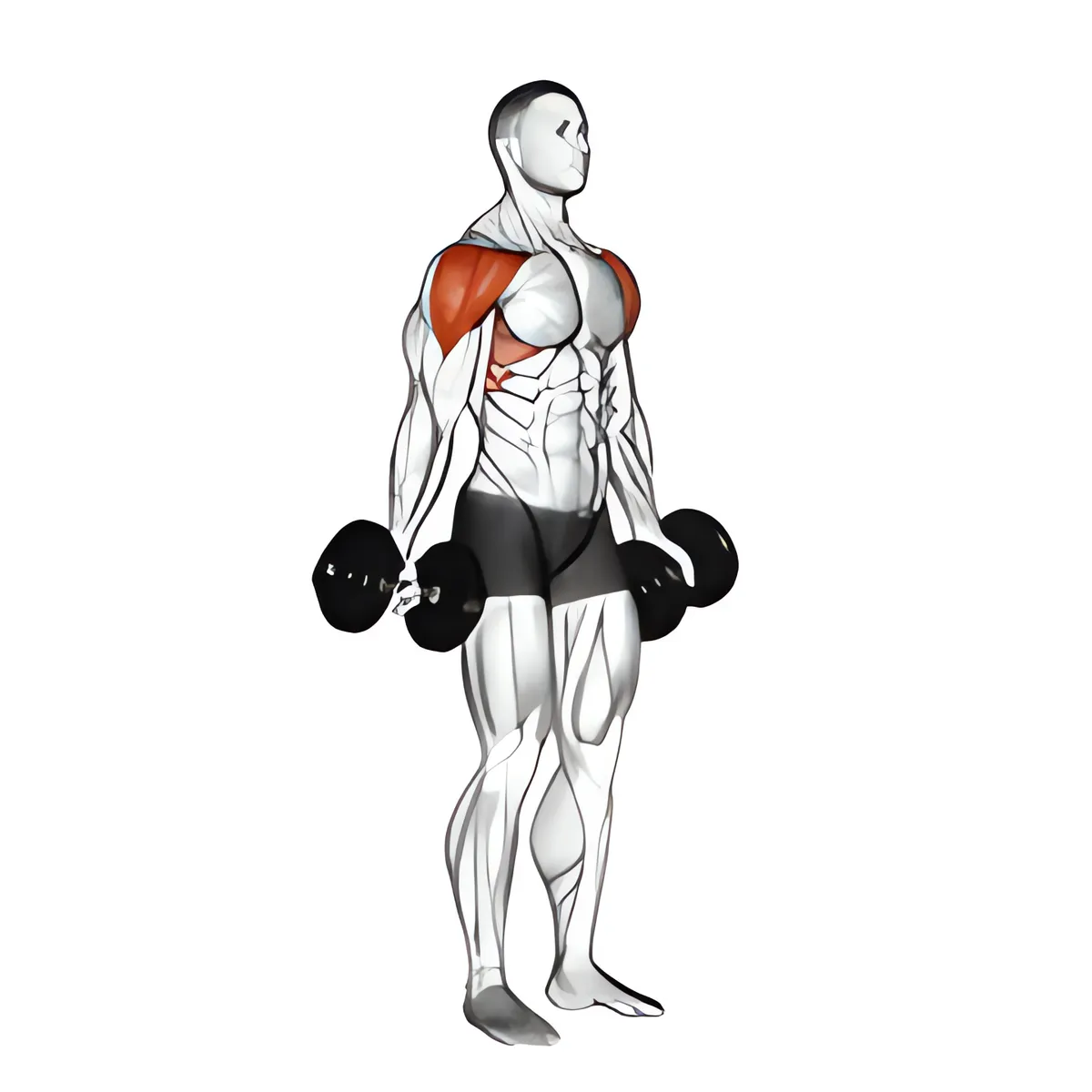 Nâng vai ngang kiểu ngón cái hướng lên với tạ đơn