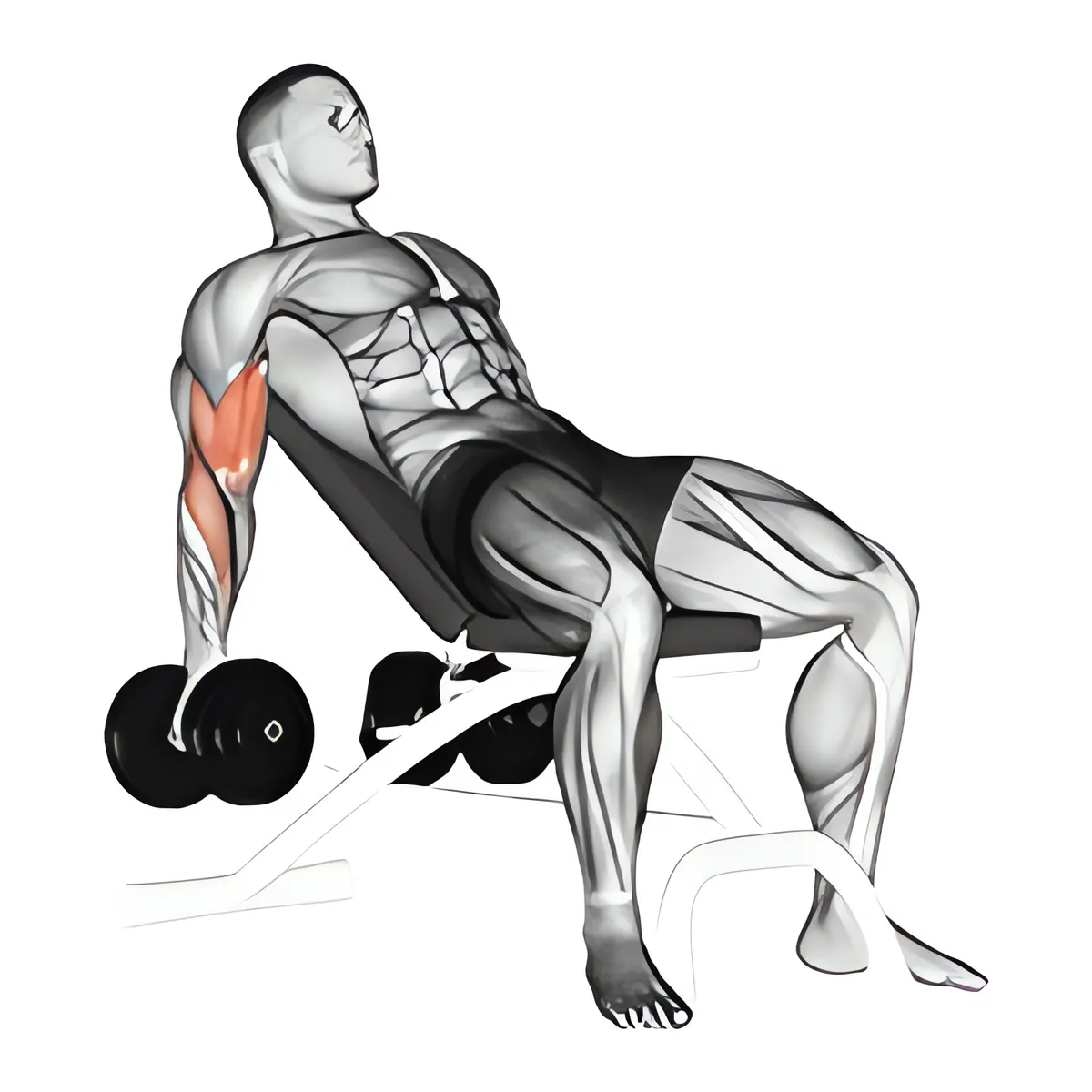 Tạ đơn ghế dốc lên cuốn tay trước