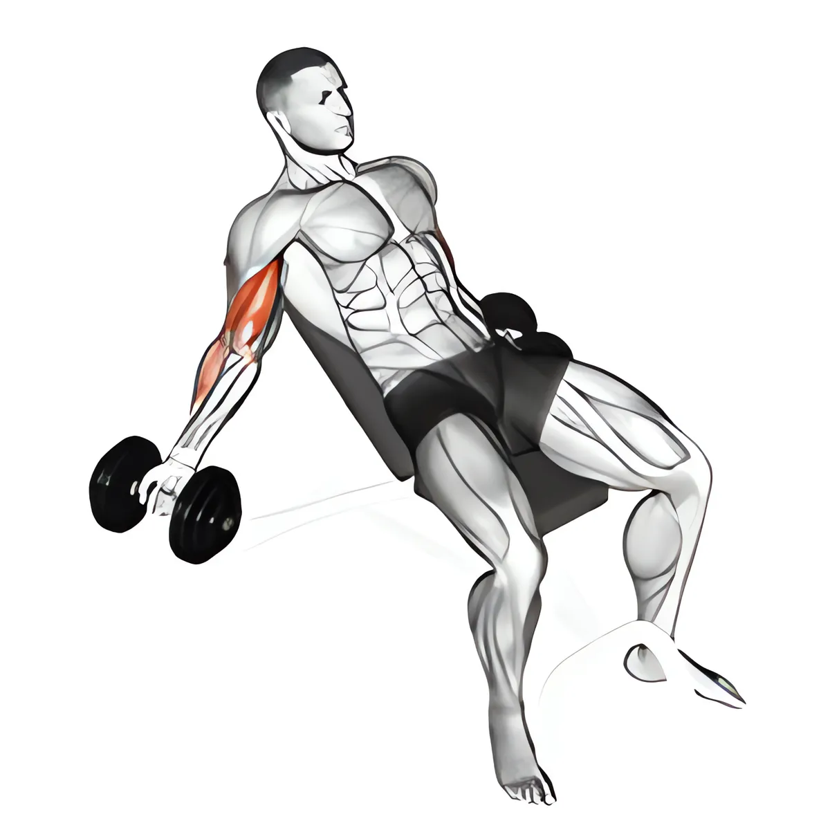 Tạ đơn ghế dốc lên phía trong cuốn tay trước