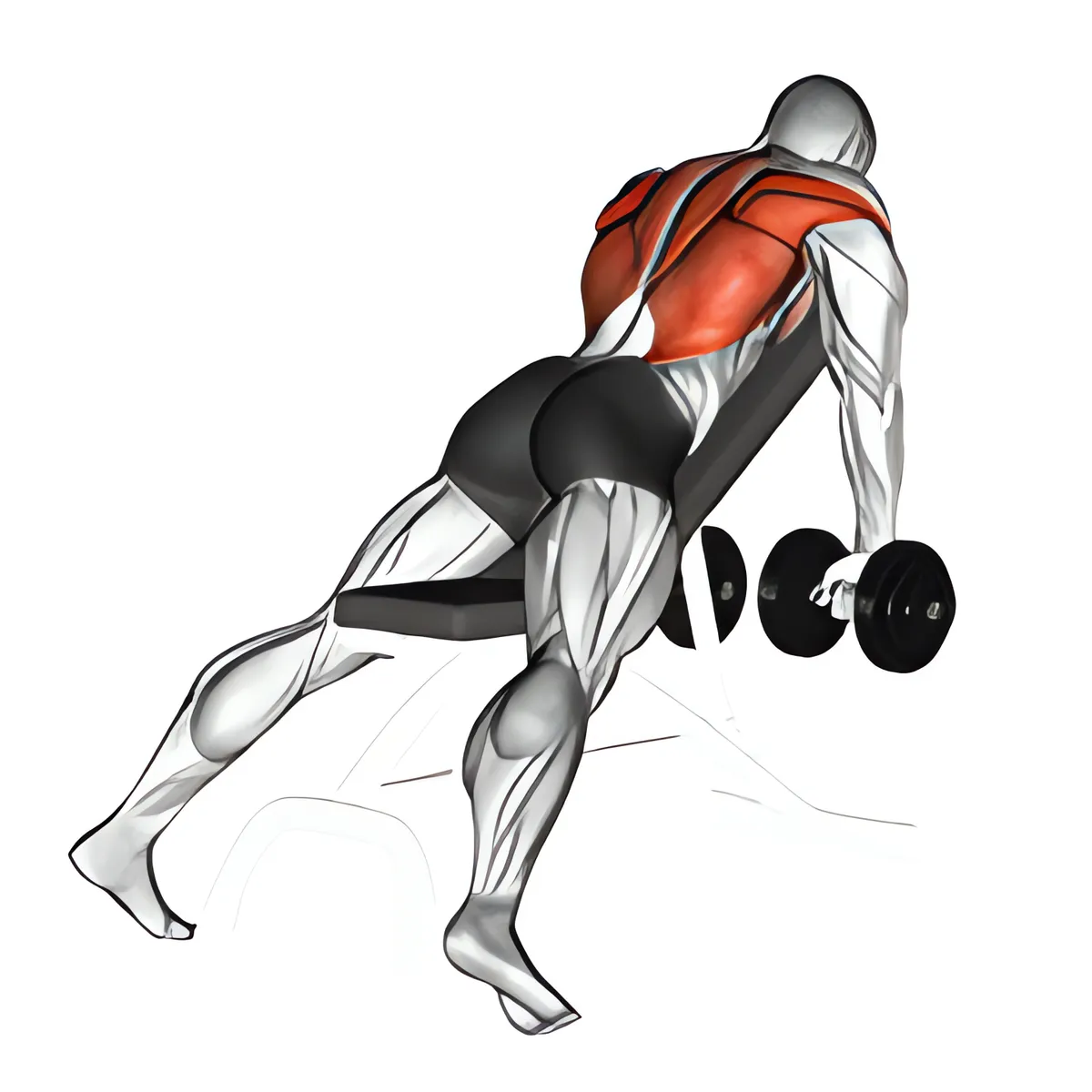 Tạ đơn ghế dốc lên kéo