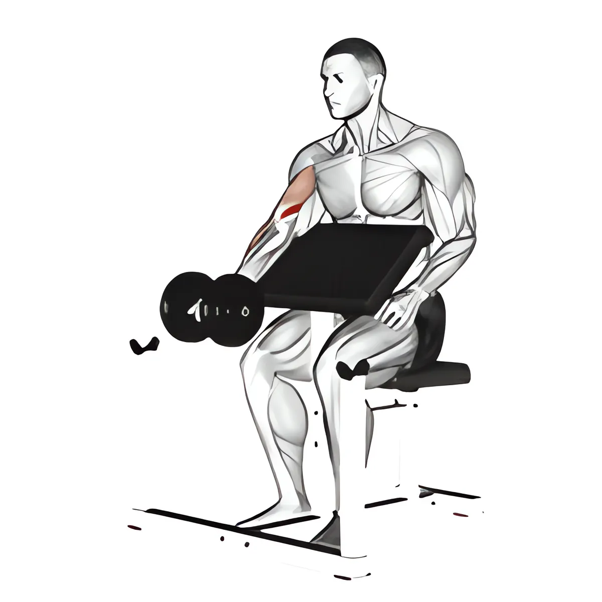 Tạ đơn cuốn tay trước ghế Scott