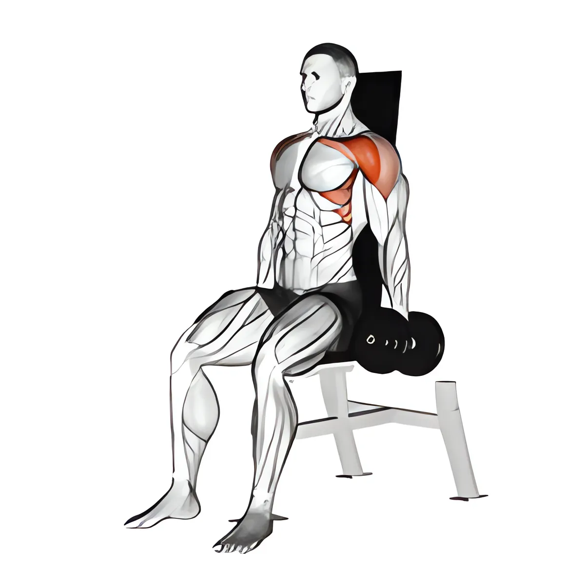 Tạ đơn ngồi nâng vai trước