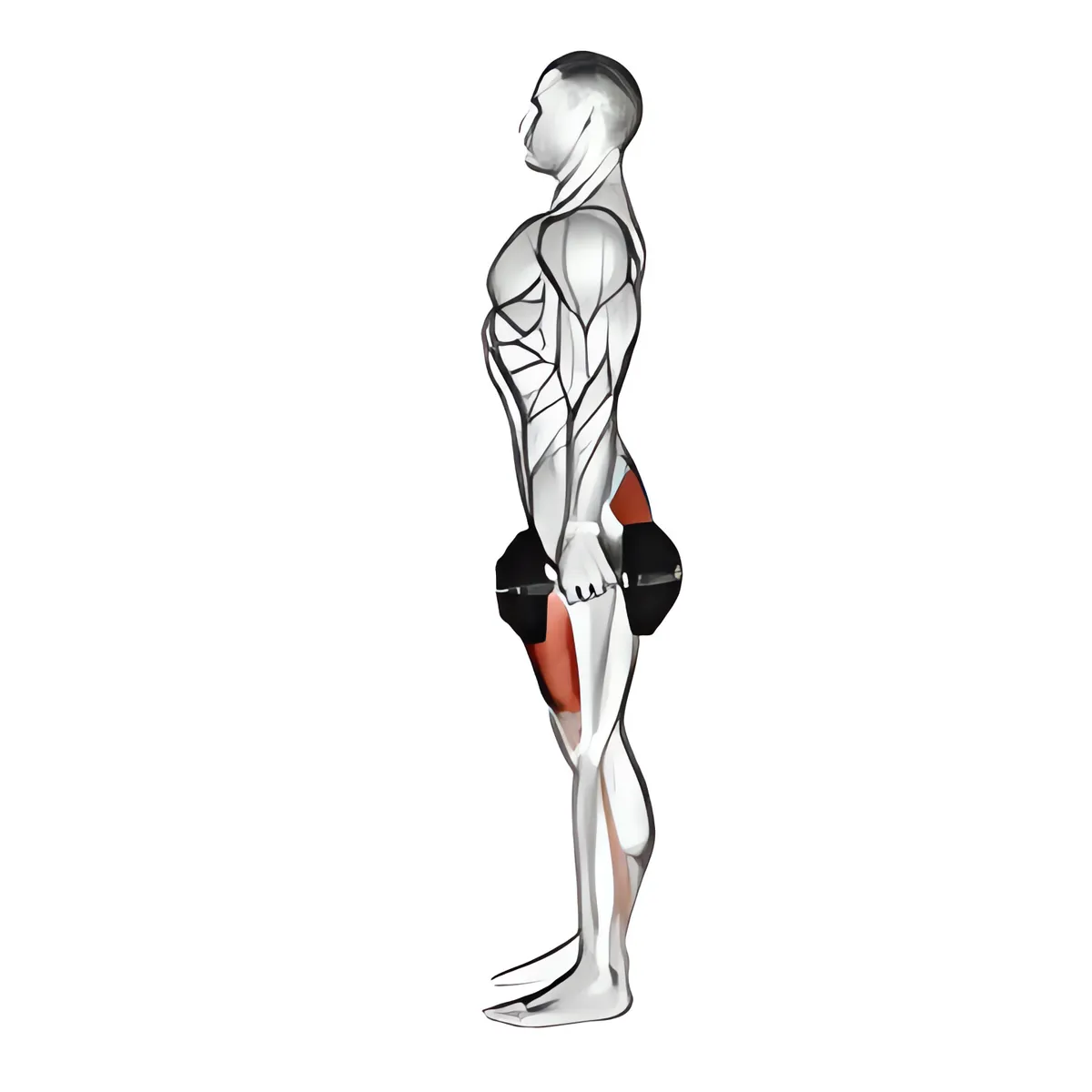 Tạ đơn squat