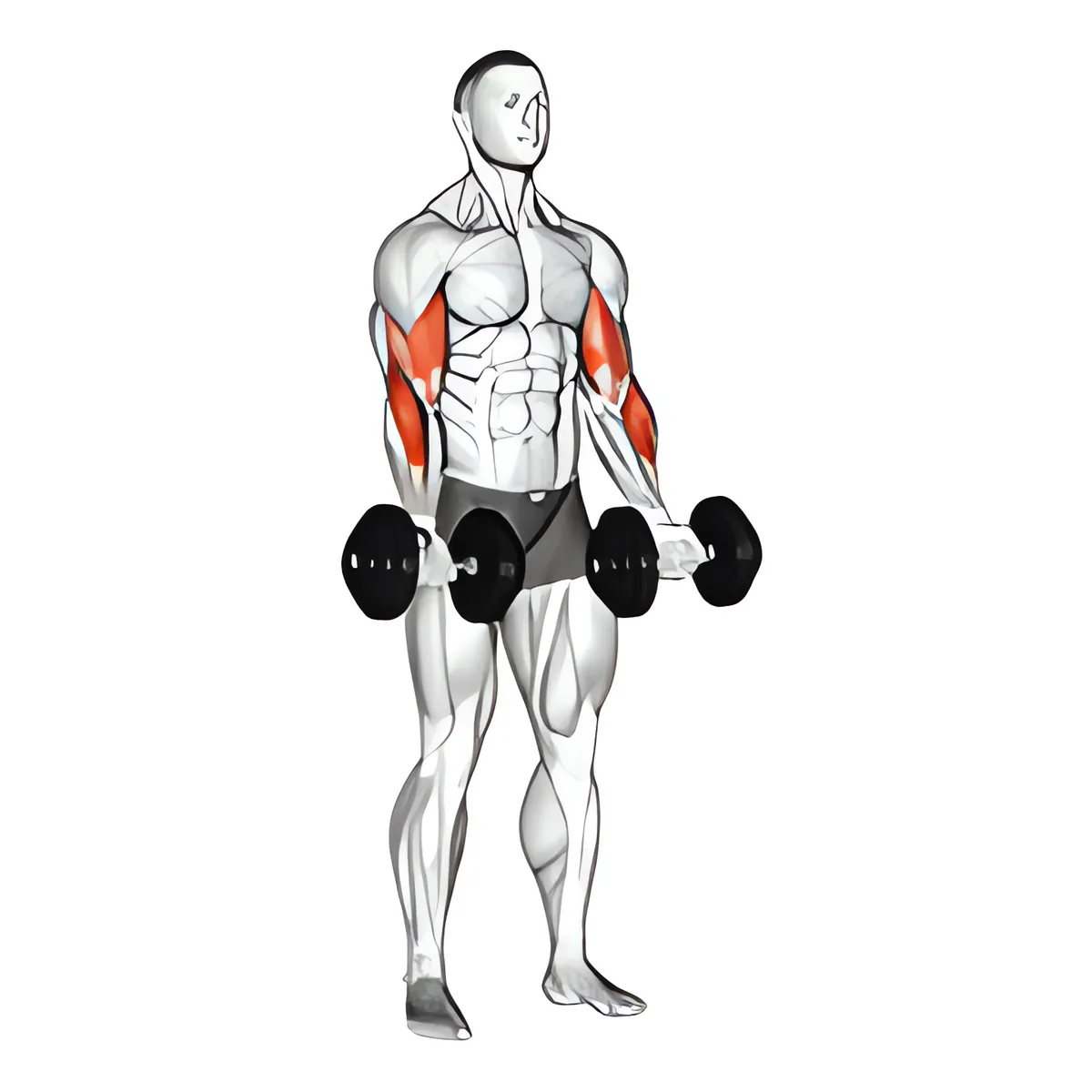 Tạ đơn zottman cuốn tạ